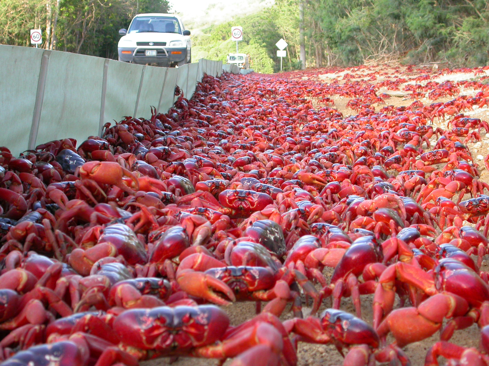 Christmas Island: Millions of flame red crabs begin annual migration