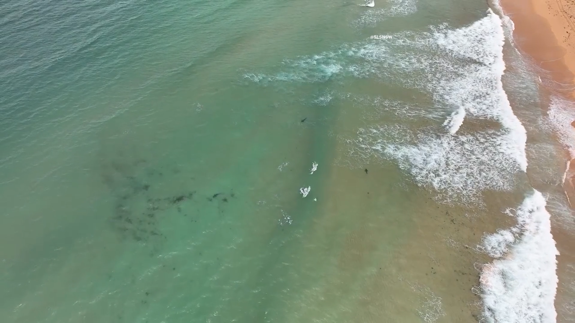 The shark was attracted by a dead dolphin, with lifeguards ordering swimmers out of the water just before 1pm.