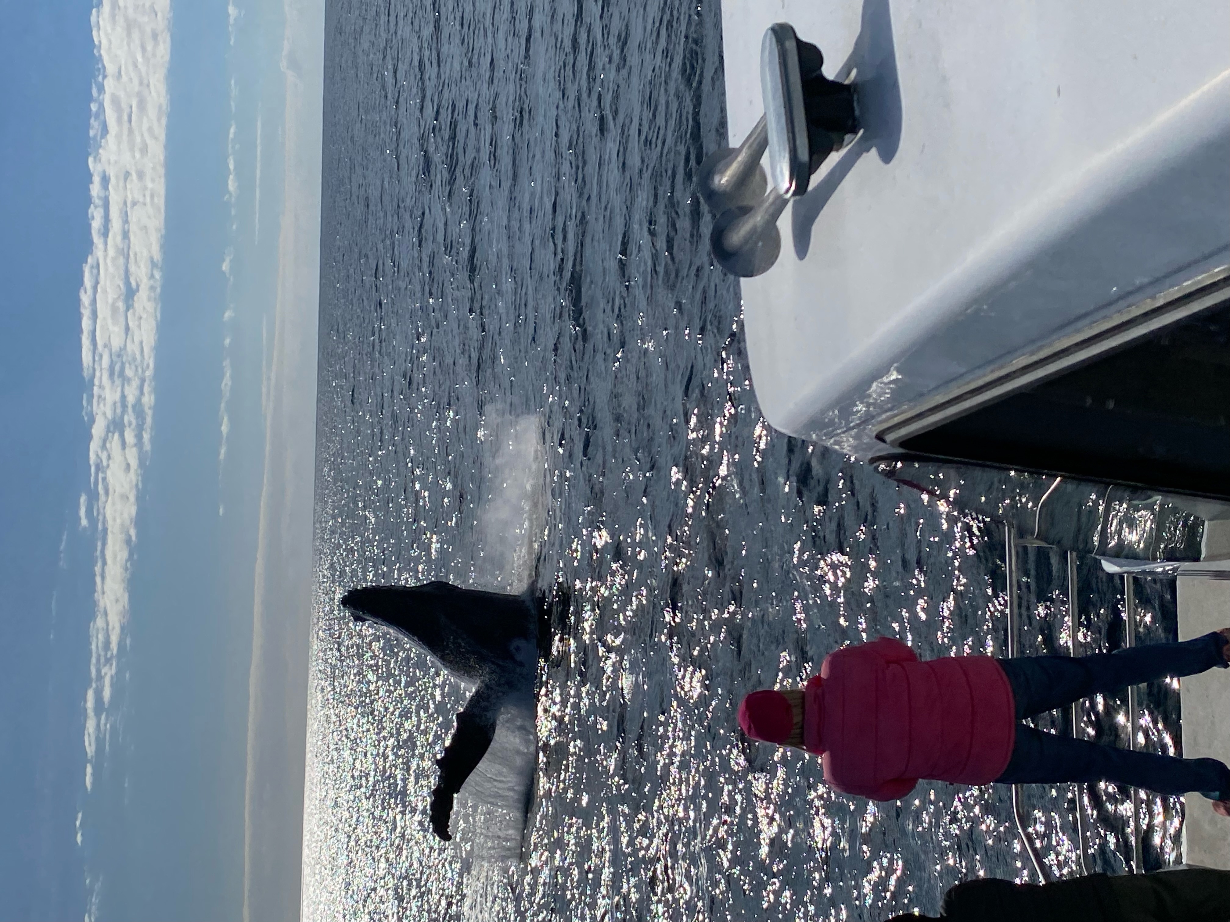 Every year, tens of thousands of humpback whales migrate up the east coast of Australia. 