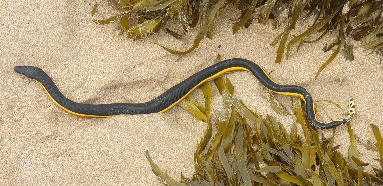 The smaller yellow-bellied sea snake was 'quite active' and only had a tail injury. It went into care to be later released back into the ocean.