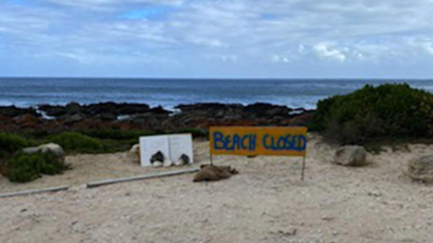 Emergency services were called to D'Estrees Bay on Sunday after reports a man had been bitten by a great white.