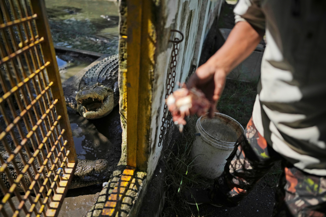 Rusli Paraili, a crocodile handler, feeds a rescued crocodile kept inside an enclosure in Budong-Budong,