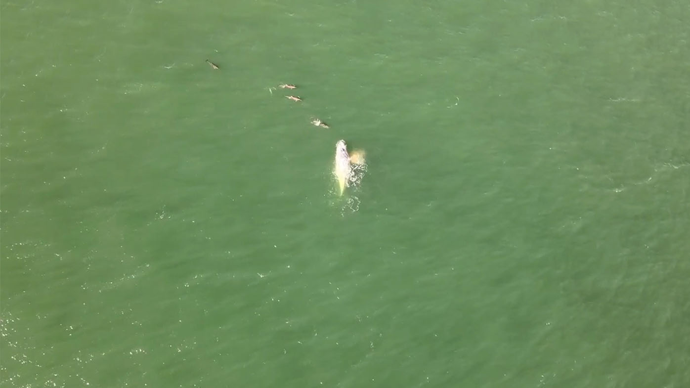 New drone footage reveals a white whale swimming off the coast of NSW.