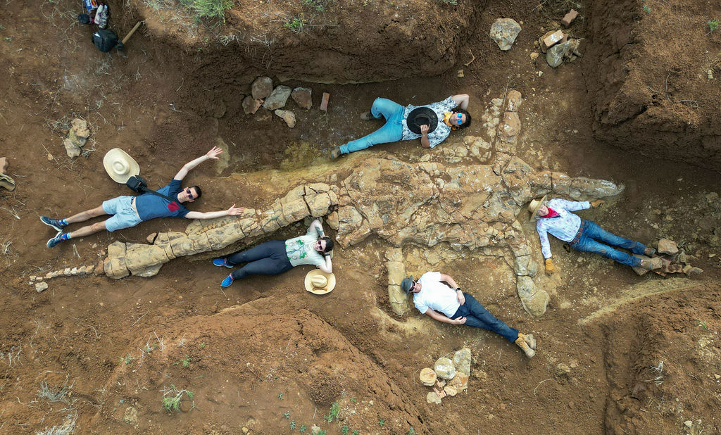 plesiosaur fossil