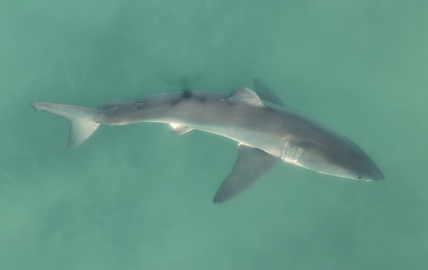 great white shark top view