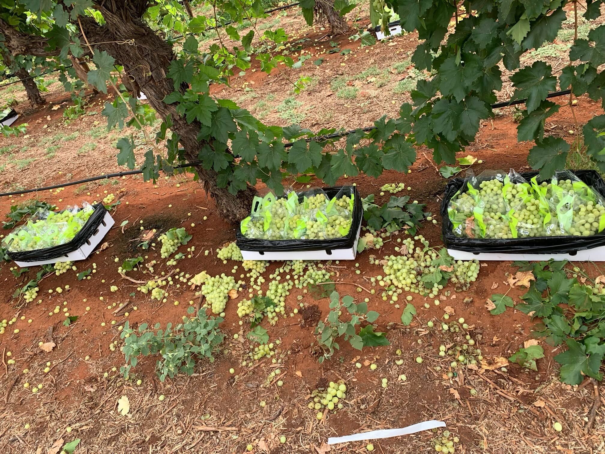 Richie Hayes started﻿ Rocky Hill Table Grapes near Alcie Spring in 2002 but had to close the business after "unachievable" standards from Woolworths and Coles