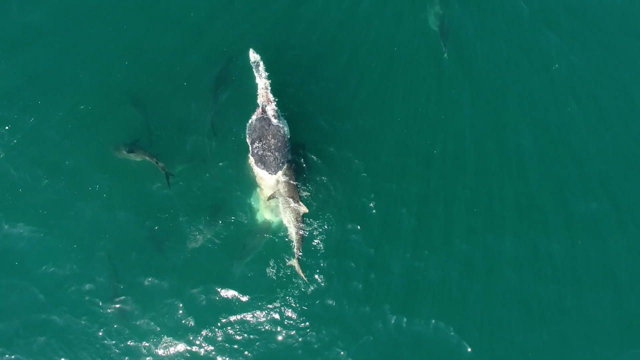 The fierce feeding frenzy was captured via drone footage.