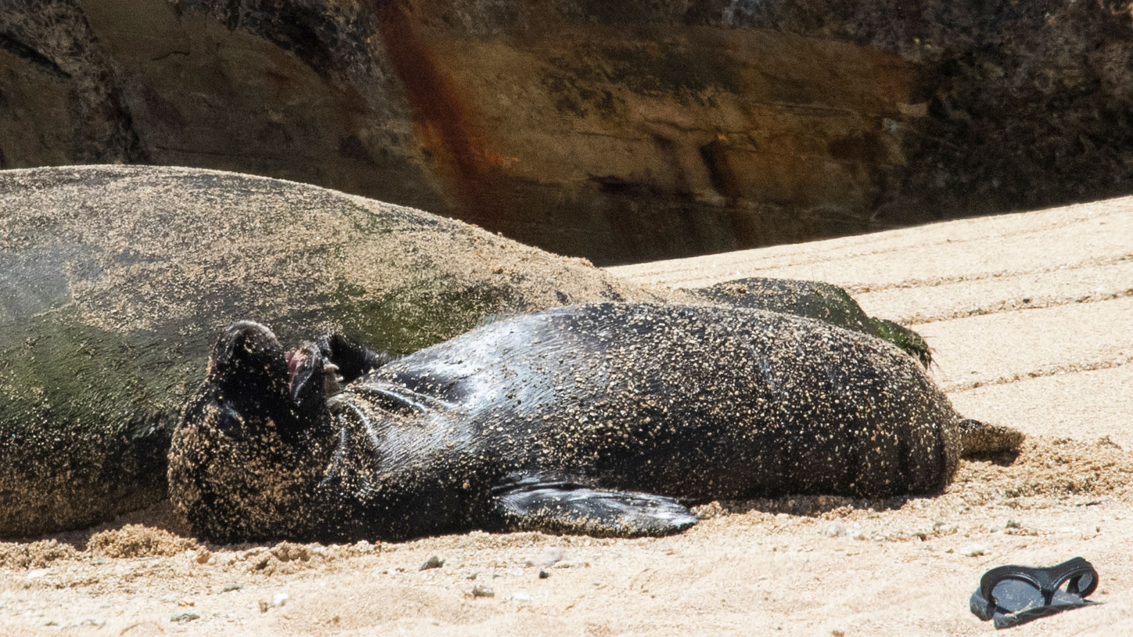 Rocky rests on a beach with her young pup.