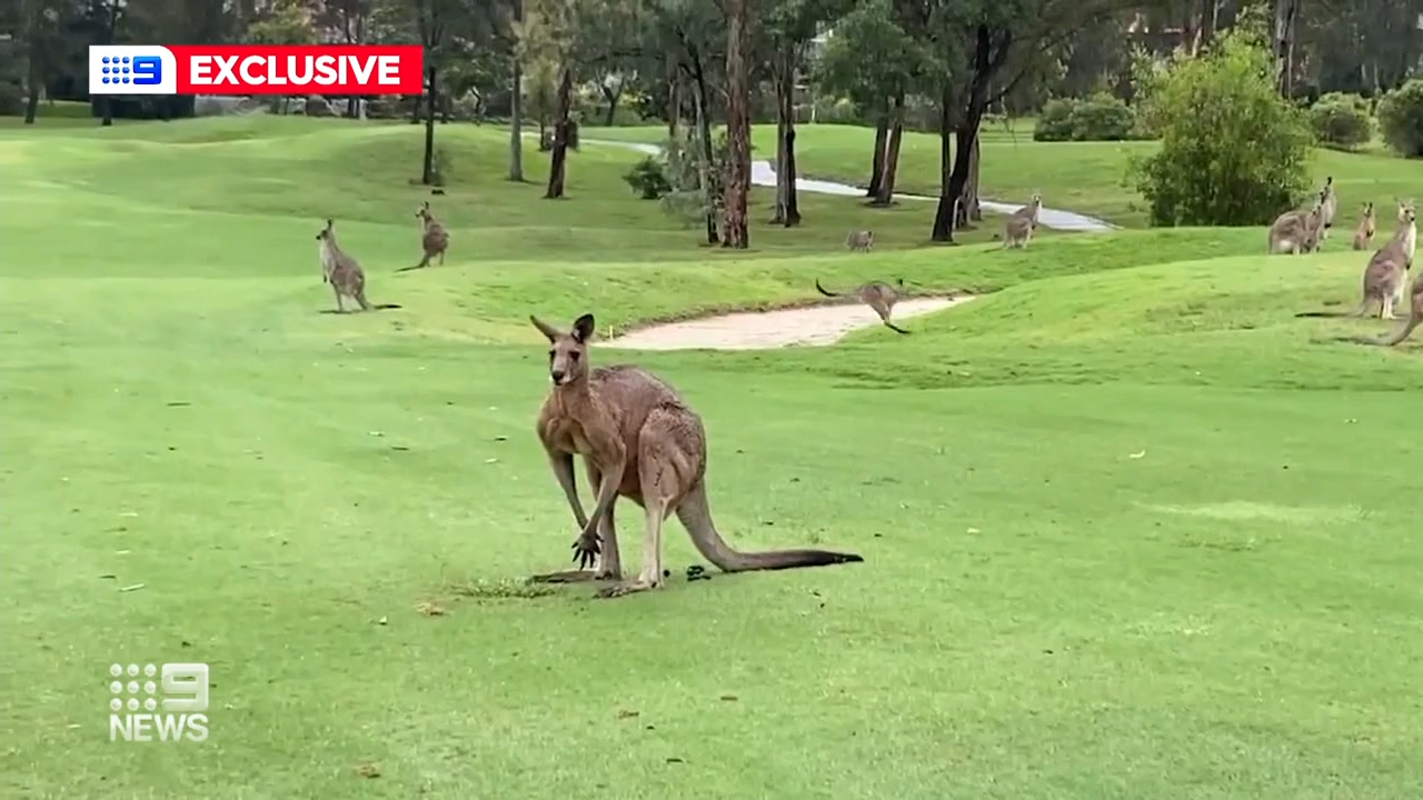 Members say nothing has been done about the kangaroos.