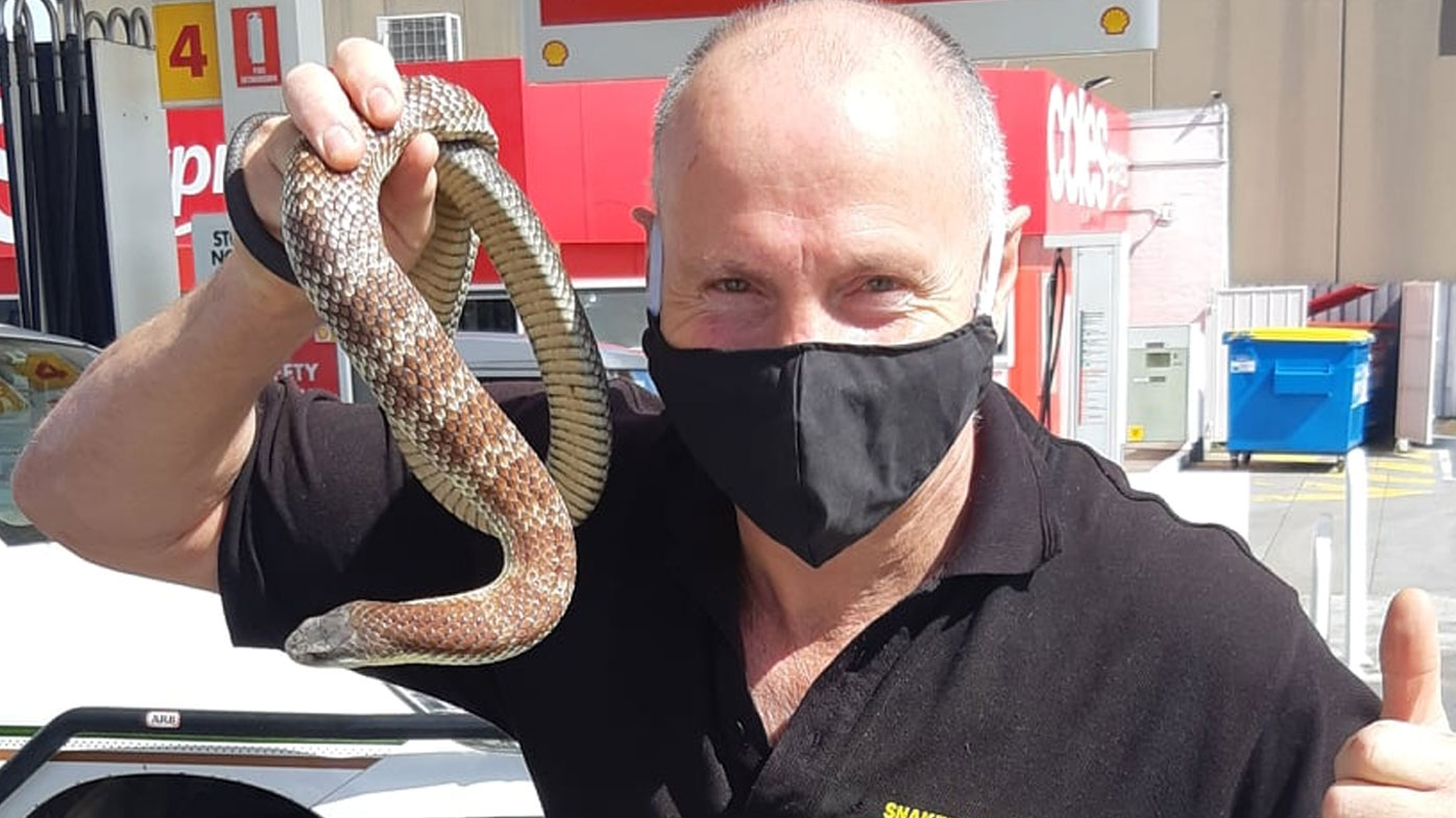 Melbourne resident finds deadly tiger snake in toilet bowl