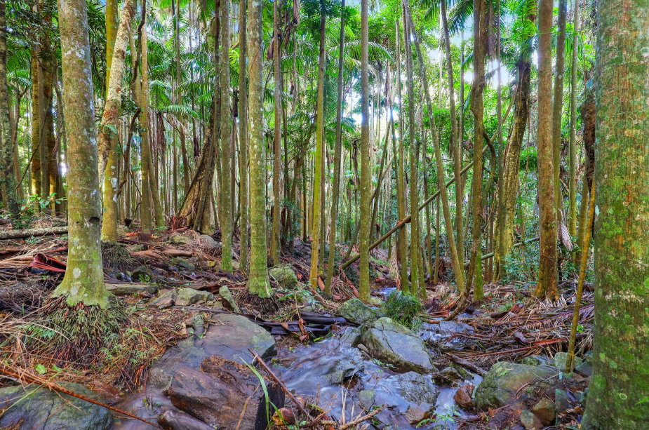 Dora and the Lost City of Gold filmed in Tamborine Mountain, Queensland.