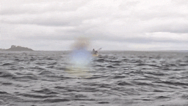 'Thought I was dead': Humpback whale swallows kayaker before spitting him out
