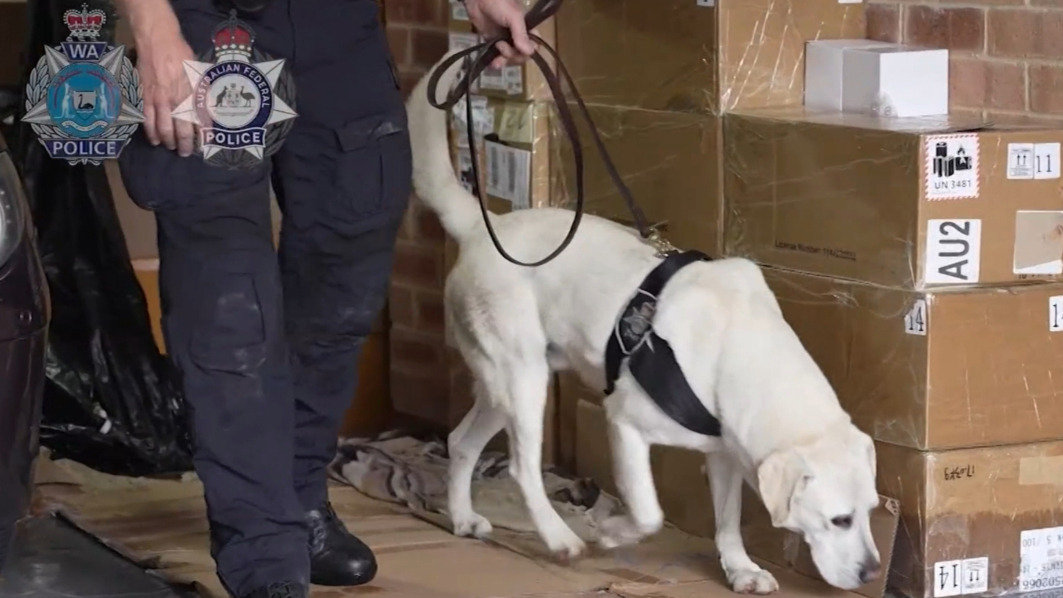 AFP sniffer dog