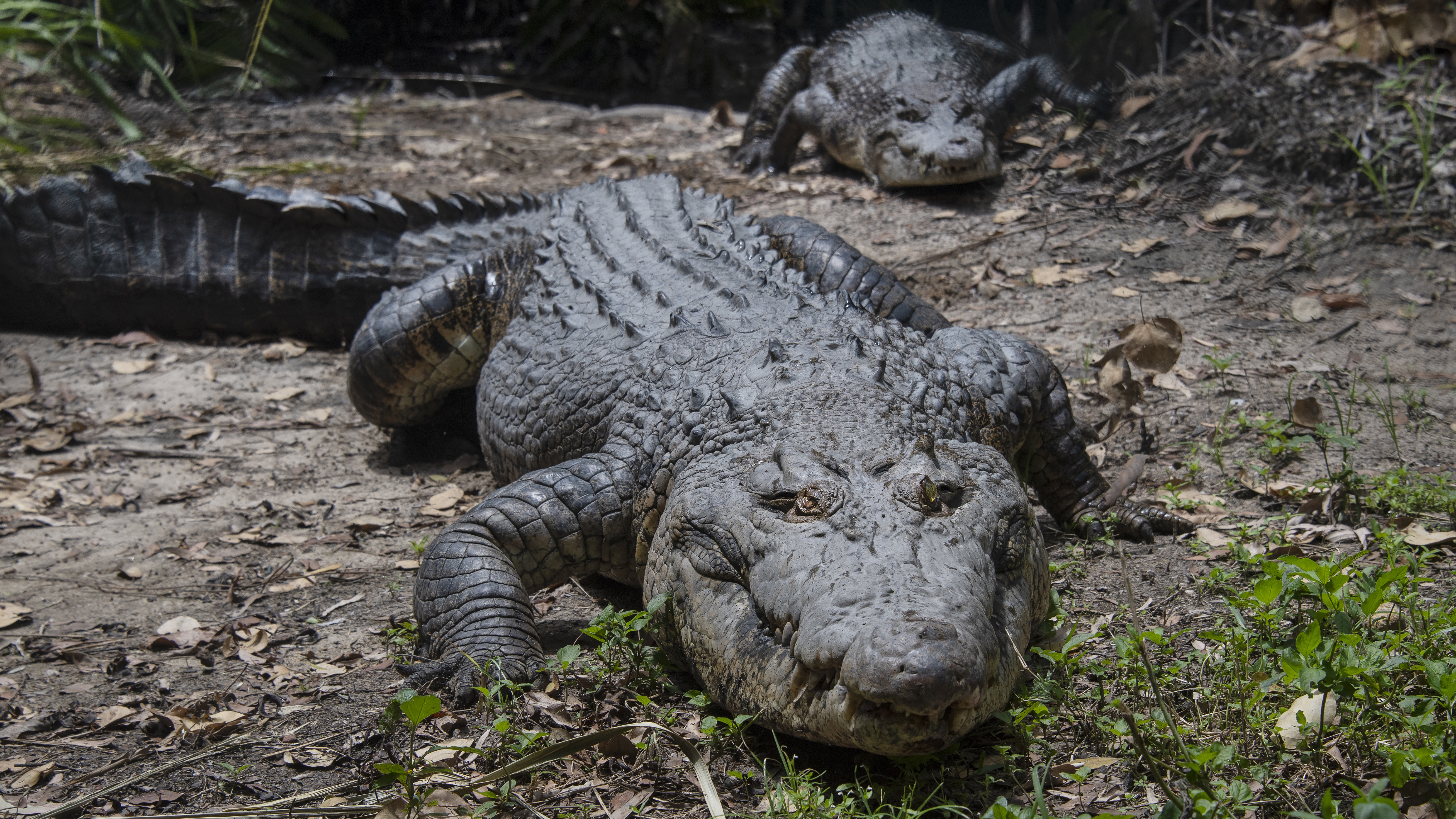 Crocodile safety: QWildlife app helping people avoid dangerous waters in  Queensland