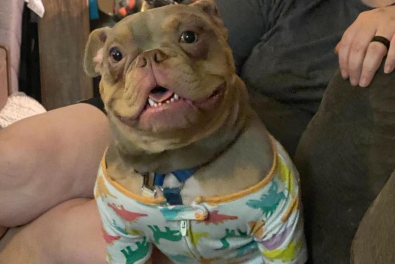 Jack special needs dog Jack Ohio