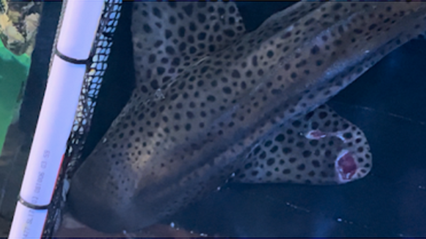 On the zebra marks fins, "nibble marks" can be seen from her mating partner. 