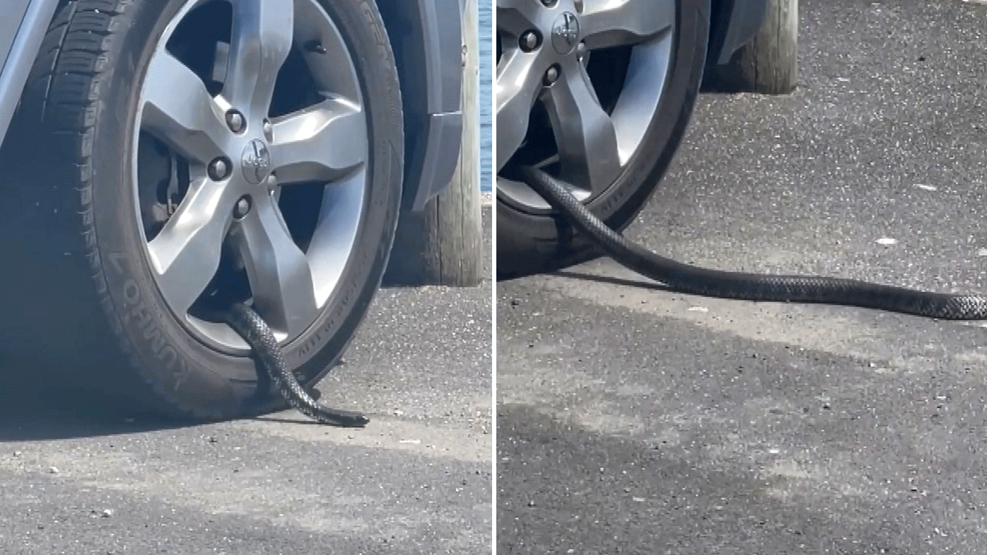 A metre long tiger snake has been spotted slithering out of a car wheel in Tasmania. 