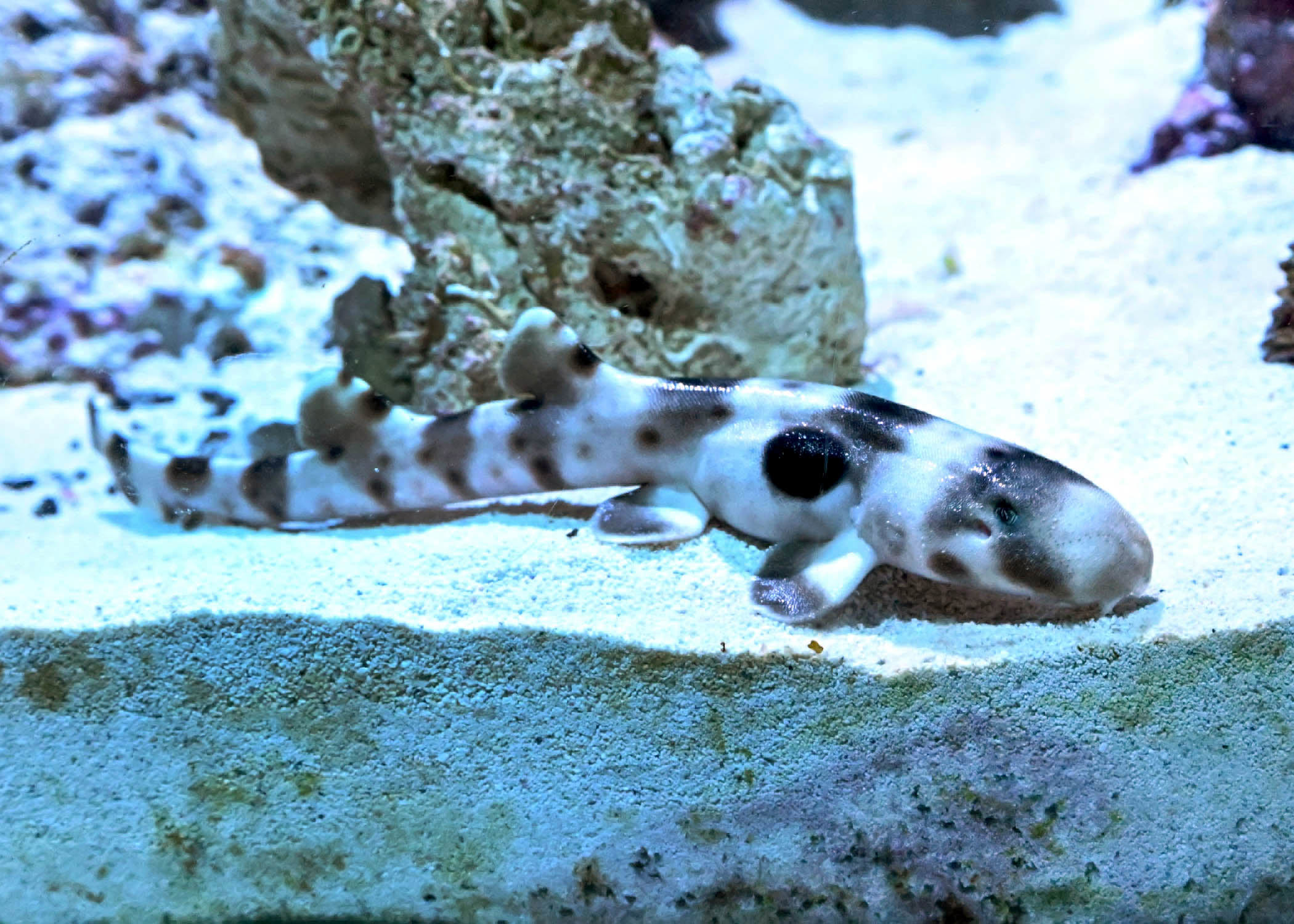 epaulette shark