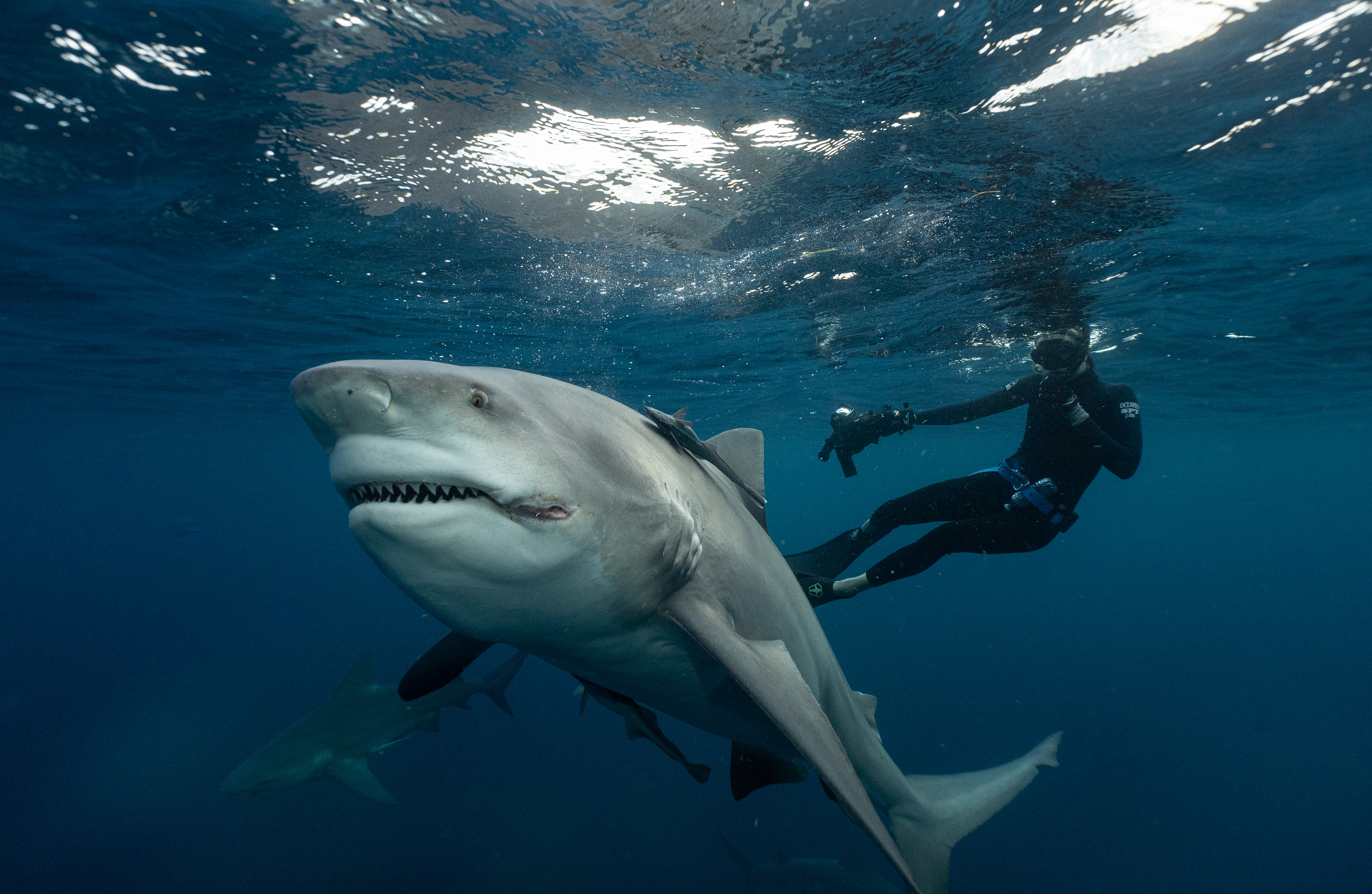 Moore said bull sharks are usually 'calm' and relaxed in his presence. 