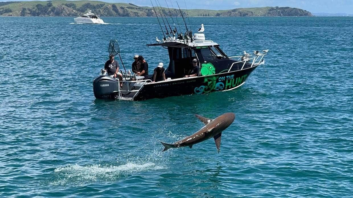 Andrew Williams caught the image of the leaping shark on his iPhone.