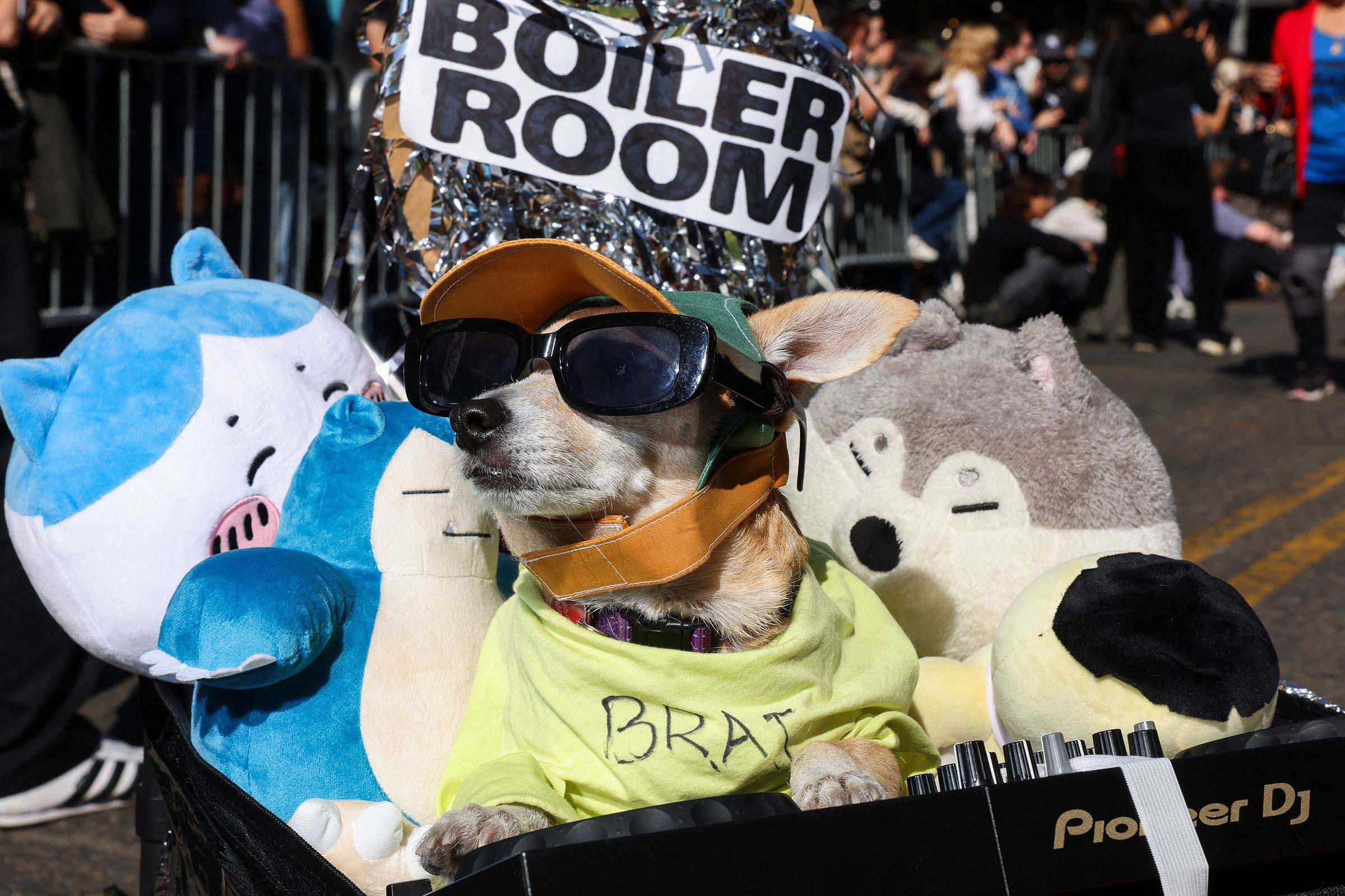 Noonoo, a chihuahua dressed as 'brat', is seen during the Halloween Dog Parade in New York, on October 19.