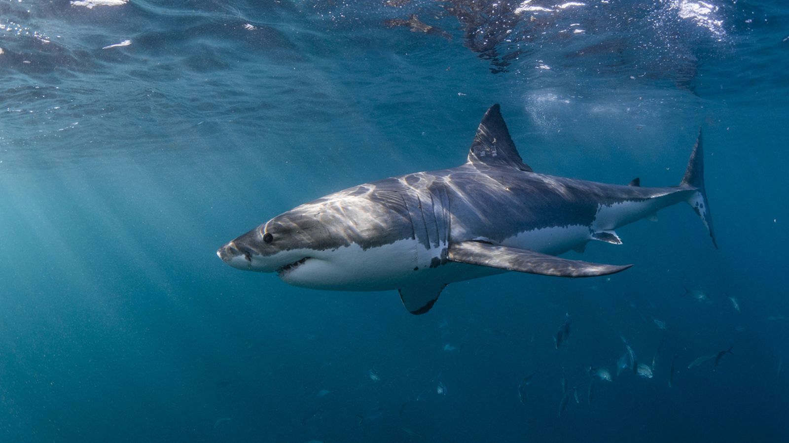 Australia recorded the world's highest total of fatal shark attacks on humans last year.