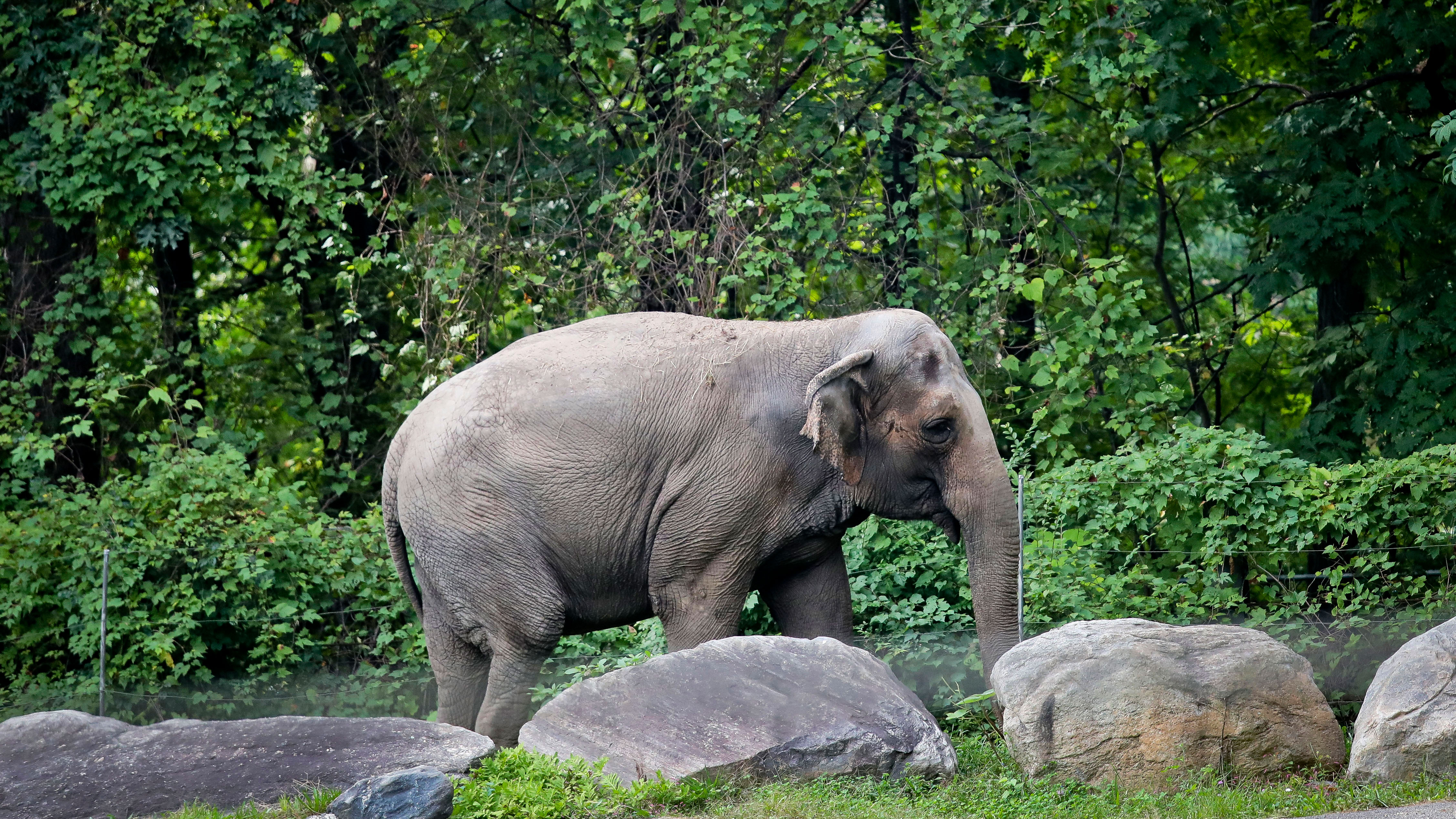 Bronx Zoo elephant "Happy" strolls in a habitat inside the zoo's Asia display.