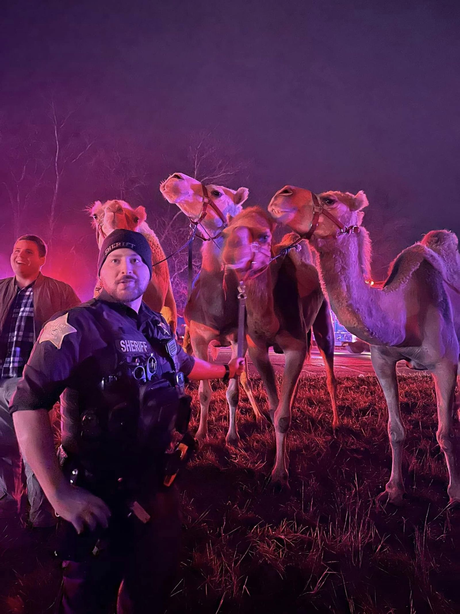Escenas inusuales cuando camellos y cebras son rescatados del incendio de un camión en una carretera de EE. UU.