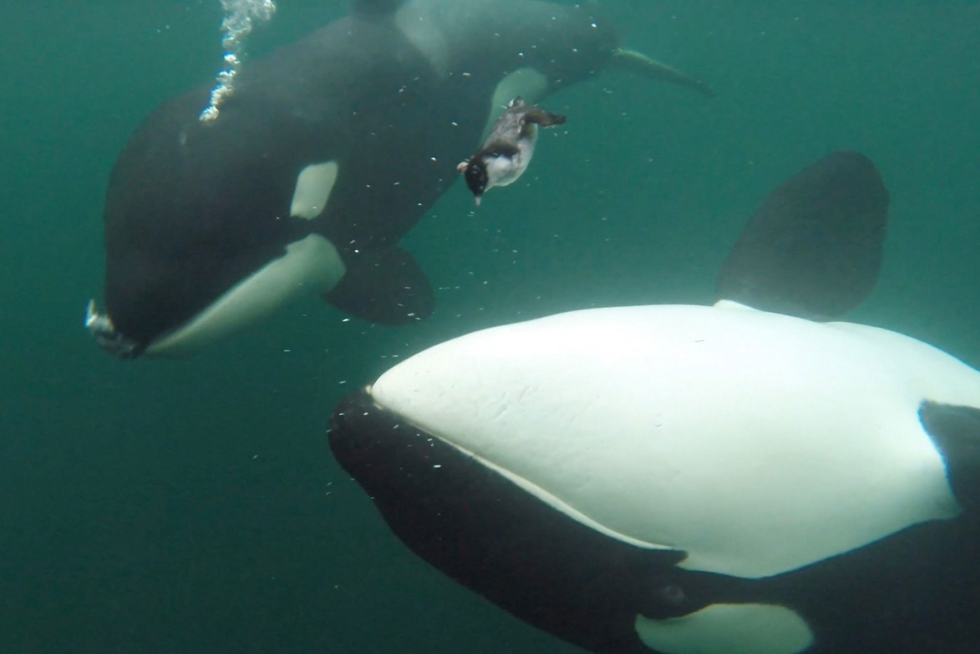 Orcas caught on camera offering humans 'gifts'