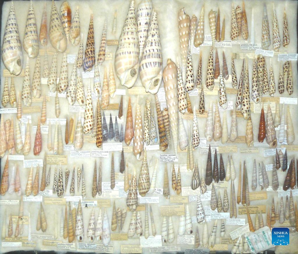 The new mollusk species was found in a Brisbane resident's extensive shell collection