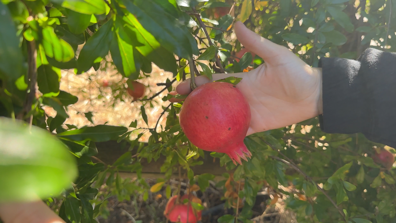 A pomegranate growers decided would be too damaged to sell to the major supermarkets.