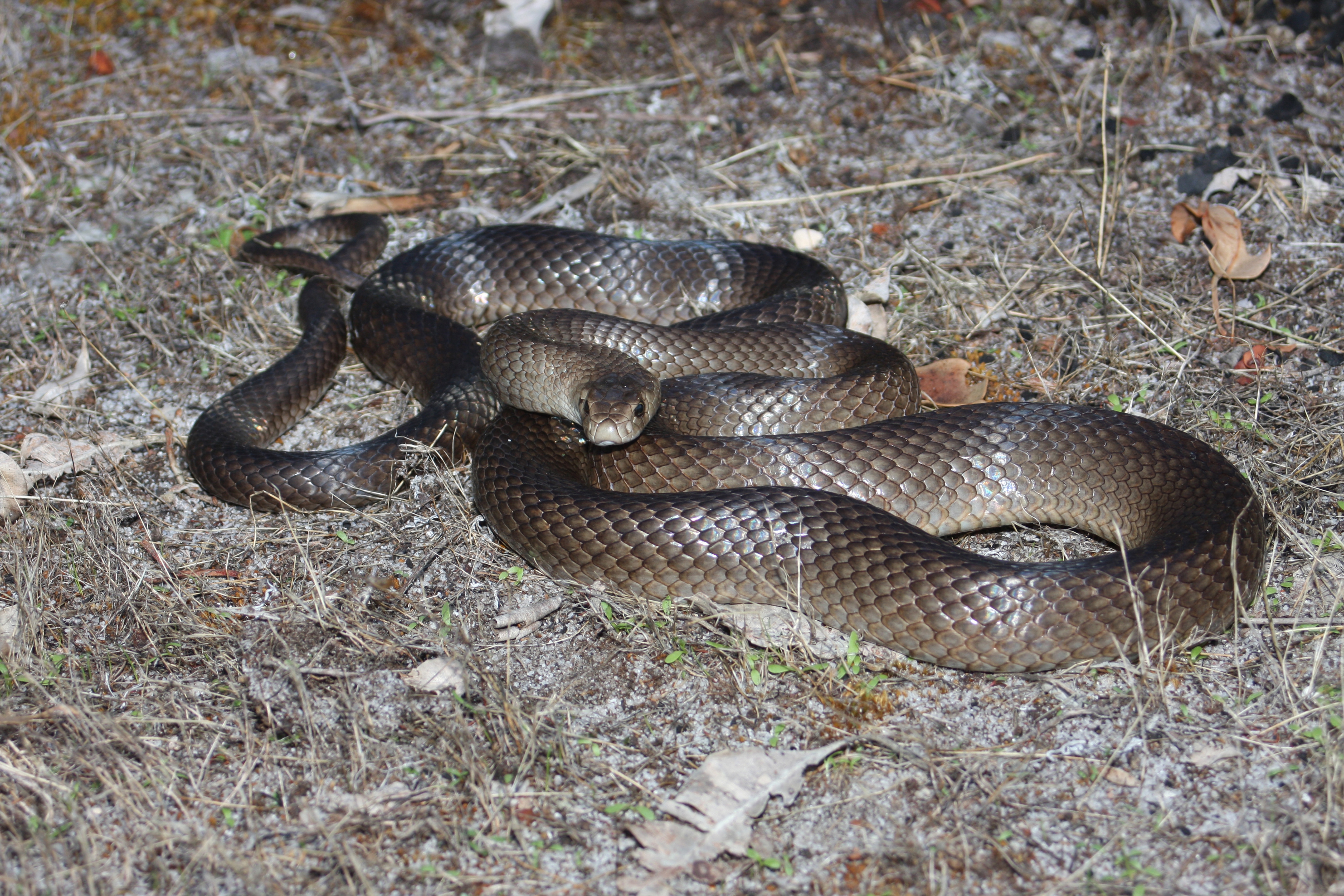 Snake Season - Behind The News