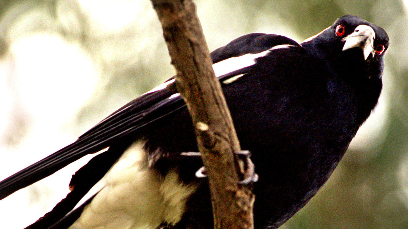 Staring at a magpie does work, but most magpies aren't going to swoop you anyway.