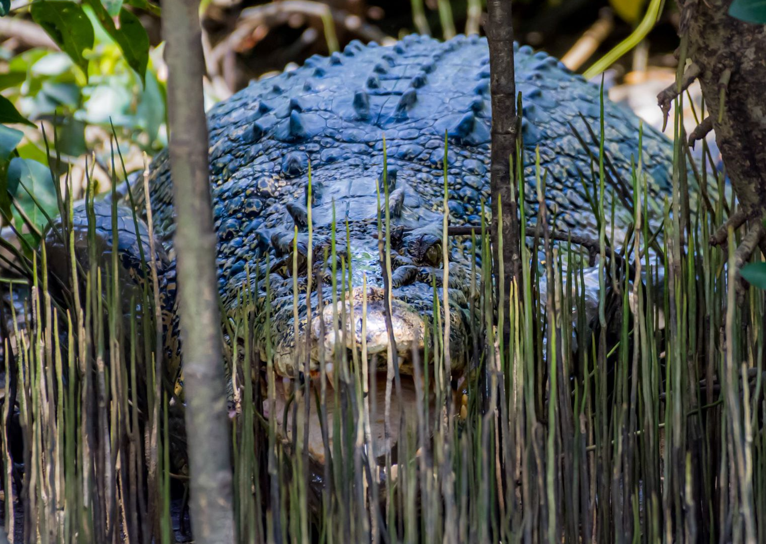 Crocodiles should be respected - and appreciated from a very safe distance,' he says. 