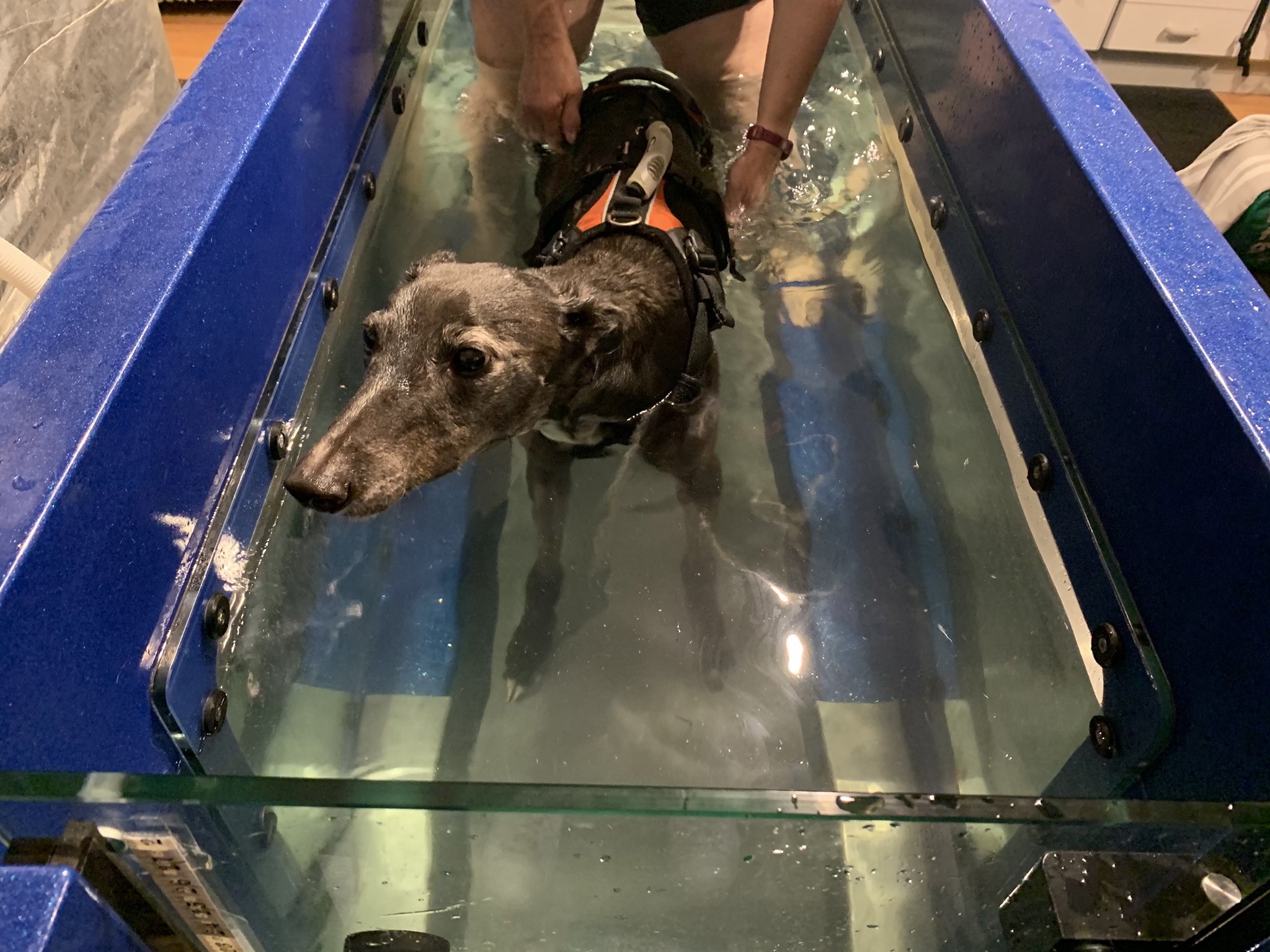 Elsa needed hydrotherapy and a special diet to help her recover from the poisoning.