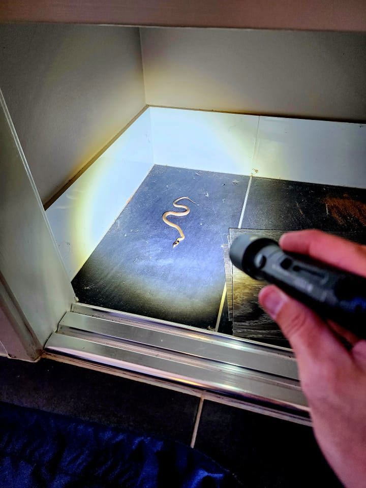 This baby eastern brown snake sparked a long search at a Queensland home.