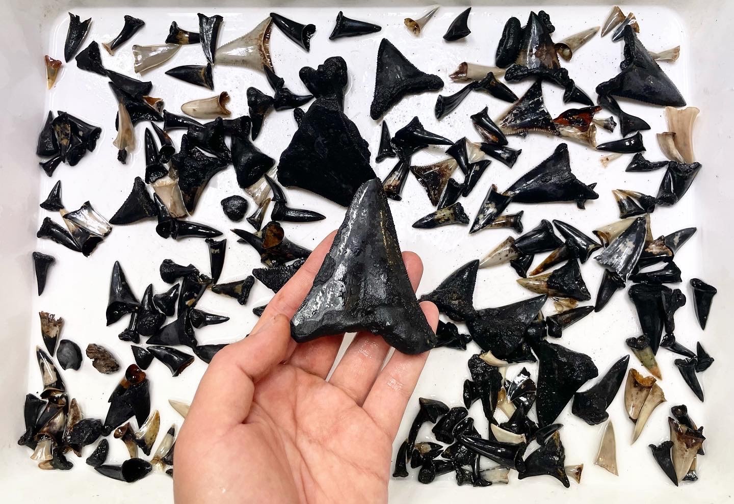 The Megalodon ancestor's tooth is seen against other fossilised shark teeth collected from near the Cocos (Keeling) Islands "graveyard". 