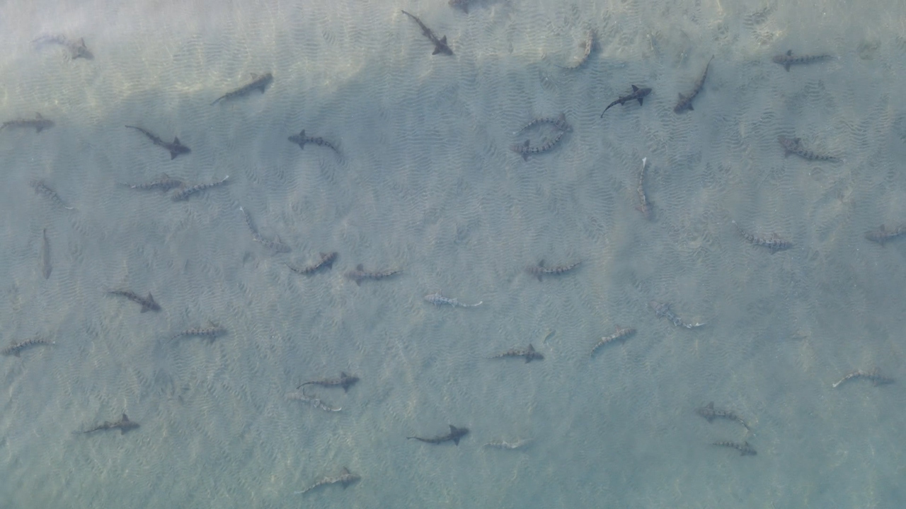 As Mr Fairchild's drone zoomed in you can spot the sharks' distinct markings.