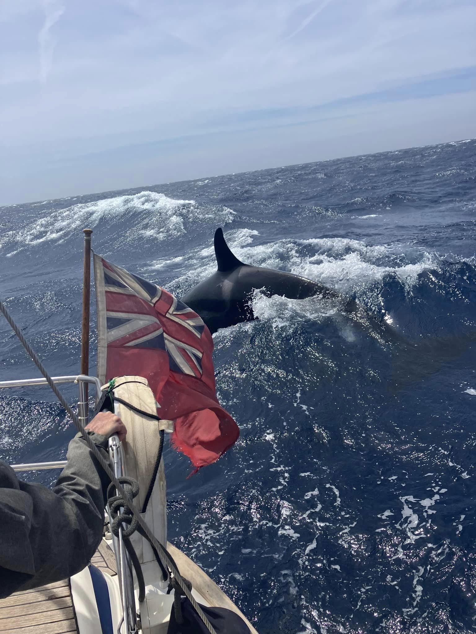 Blackburn said his boat was initially rammed by two animals, but four others soon showed up. 