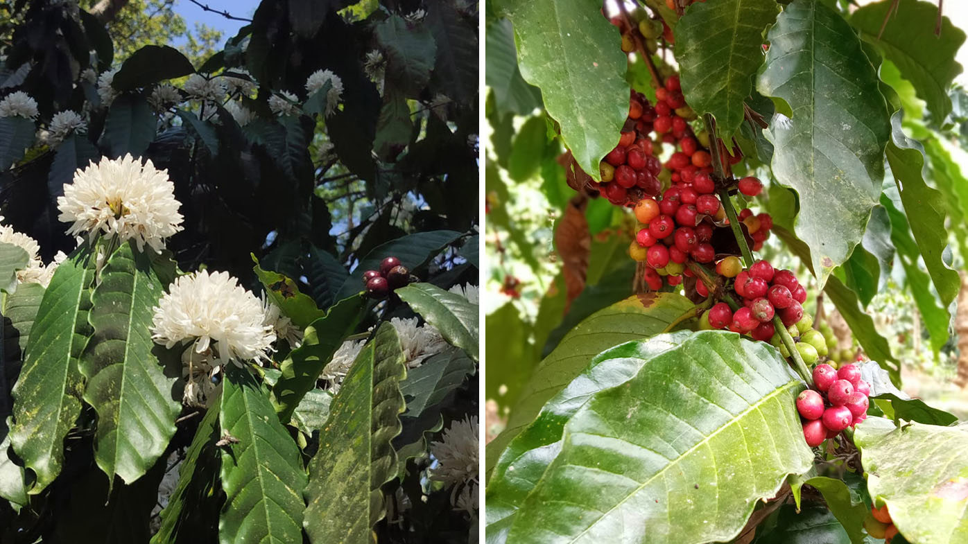 In bloom Robusta coffee flowers and ripe Robusta coffee berries on one of the studied estates.
