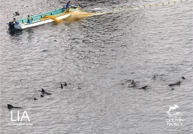 The pod of pilot whales were herded into the cove and kept in nets for three days. Twenty two of the animals were killed on the second day.