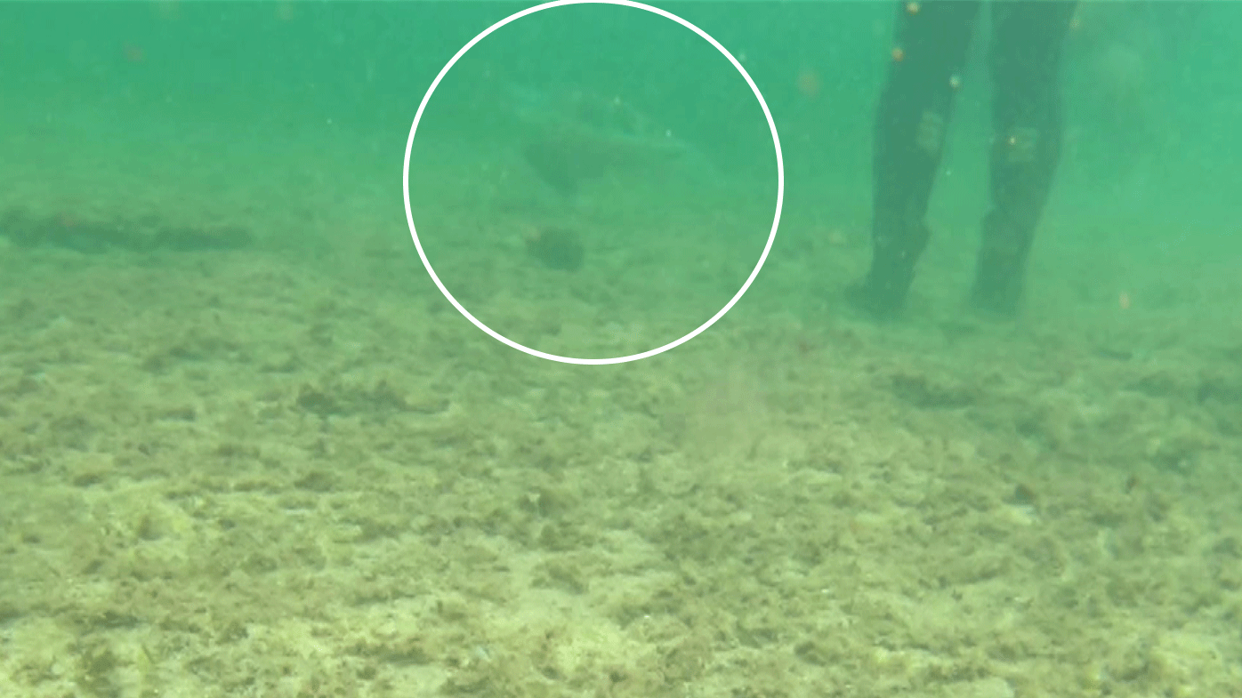 Green sea turtle released back into the ocean after rehabilitation