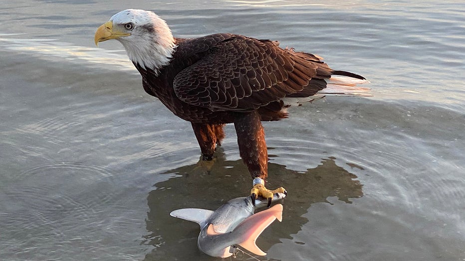 Bald eagle steals Florida man's fishing catch