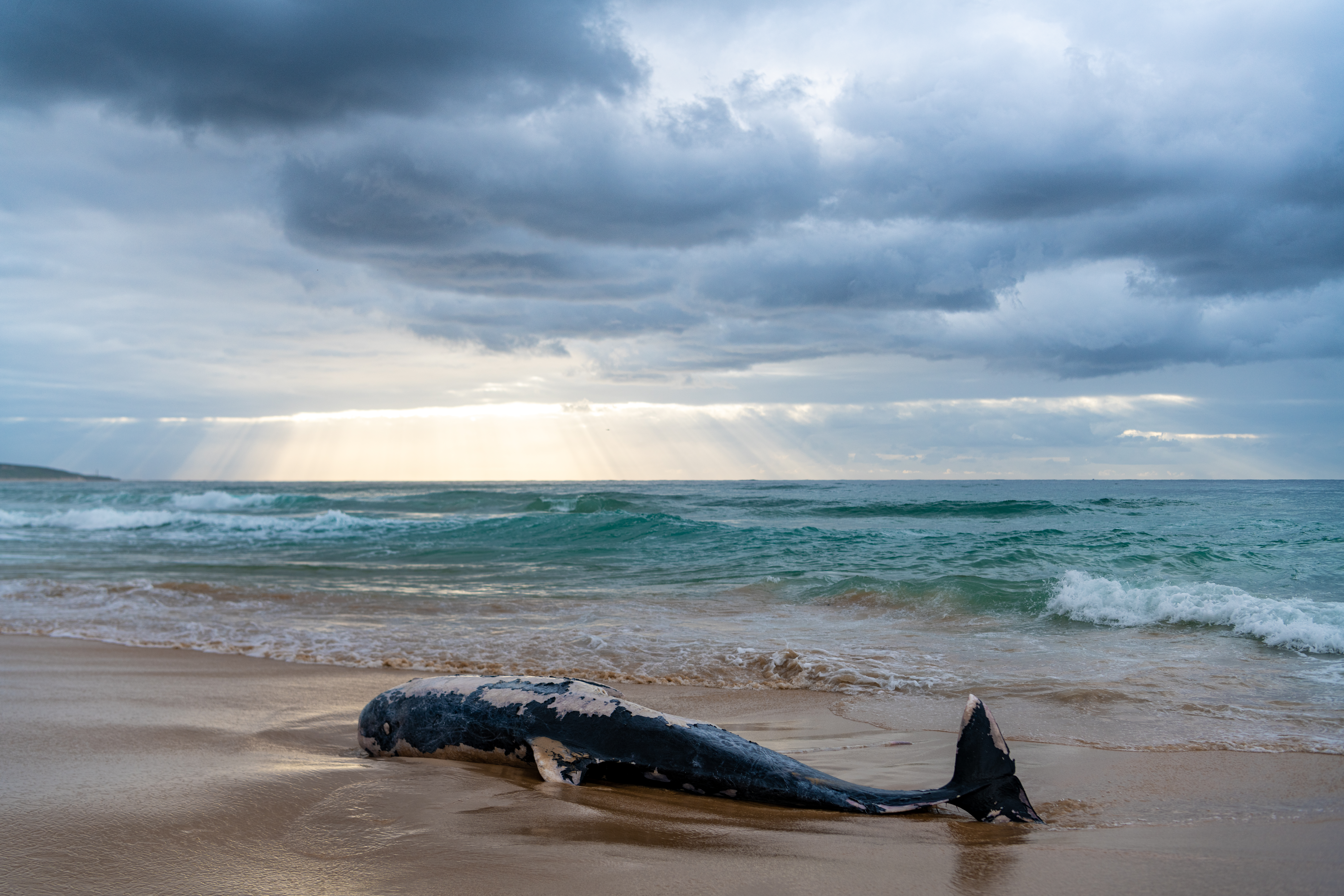 A dolphin carcass was found at a beach in Cronulla with a massive shark bite.