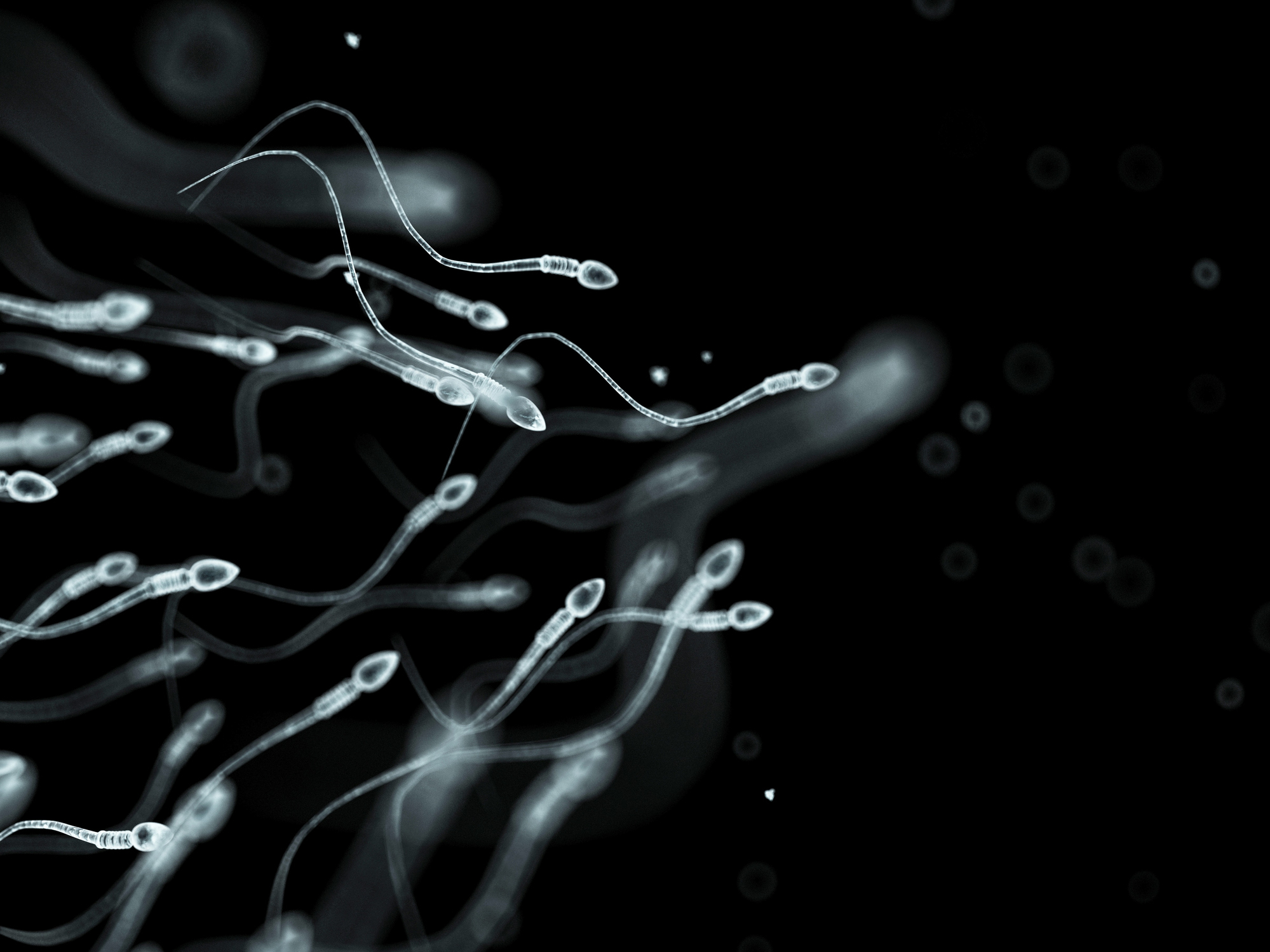 The High Court has determined a sperm donor is a parent because he is involved in the child's life.