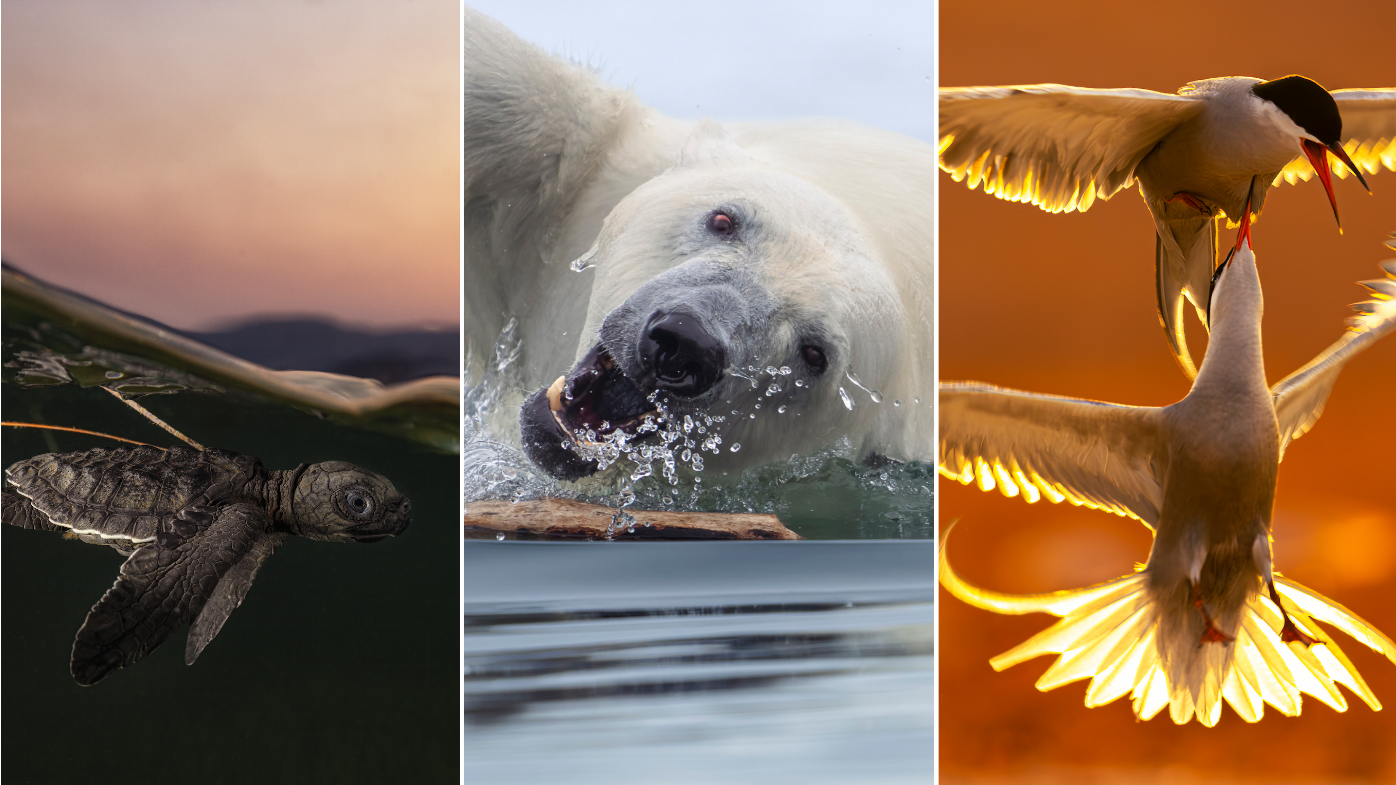 These are the best nature photographs of the year