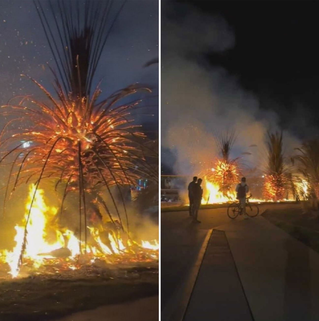 Police are investigating a fire investigation which destroyed several iconic palm trees along the St Kilda foreshore in Melbourne.