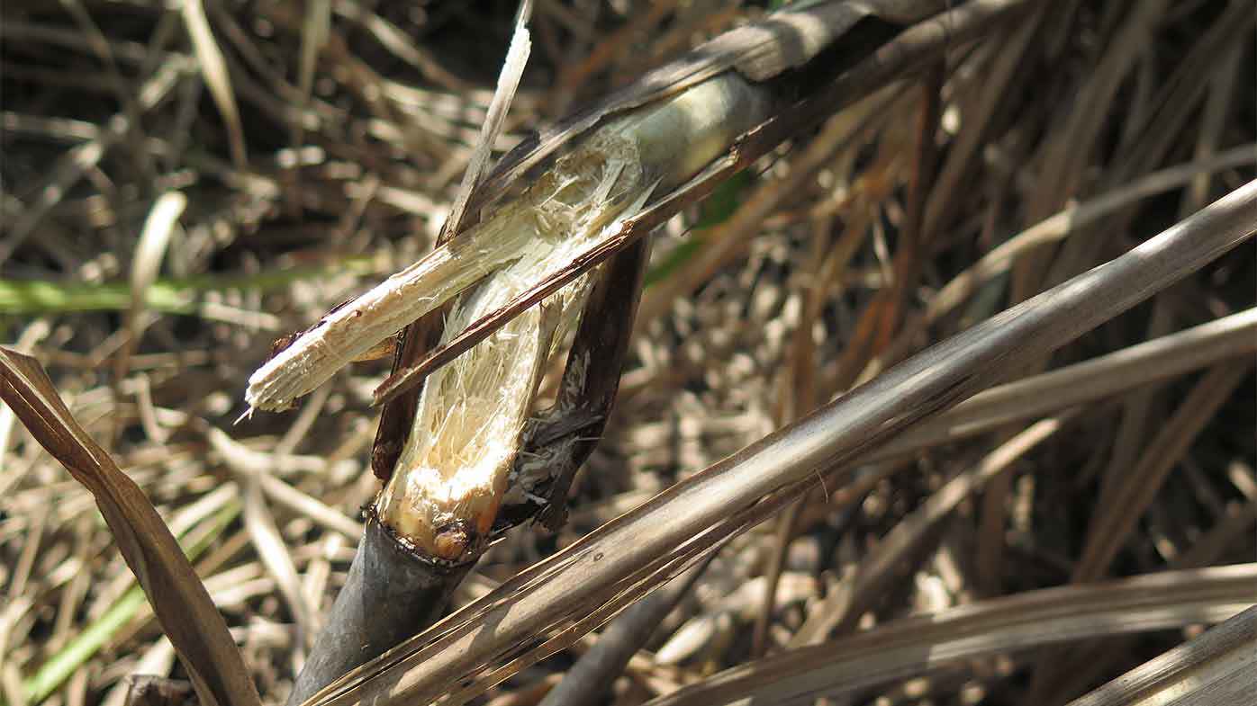 The rats cause profound damage to sugarcane.