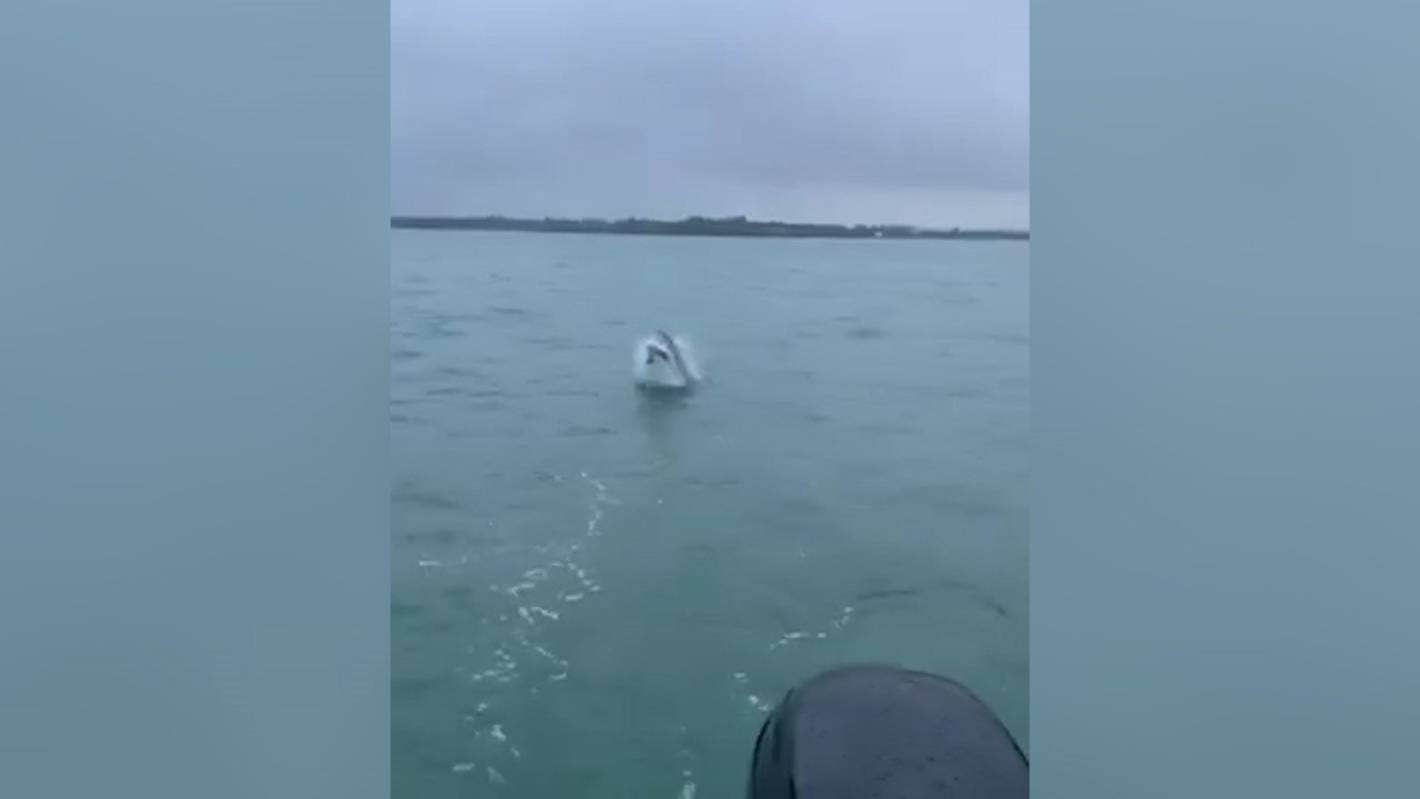 A screengrab from Josh Lonergan's video of a great white shark breaching near Bowentown.