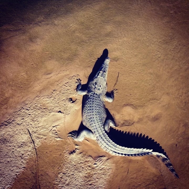 'Clyde' moved into the Russell River after another, larger croc got removed. 